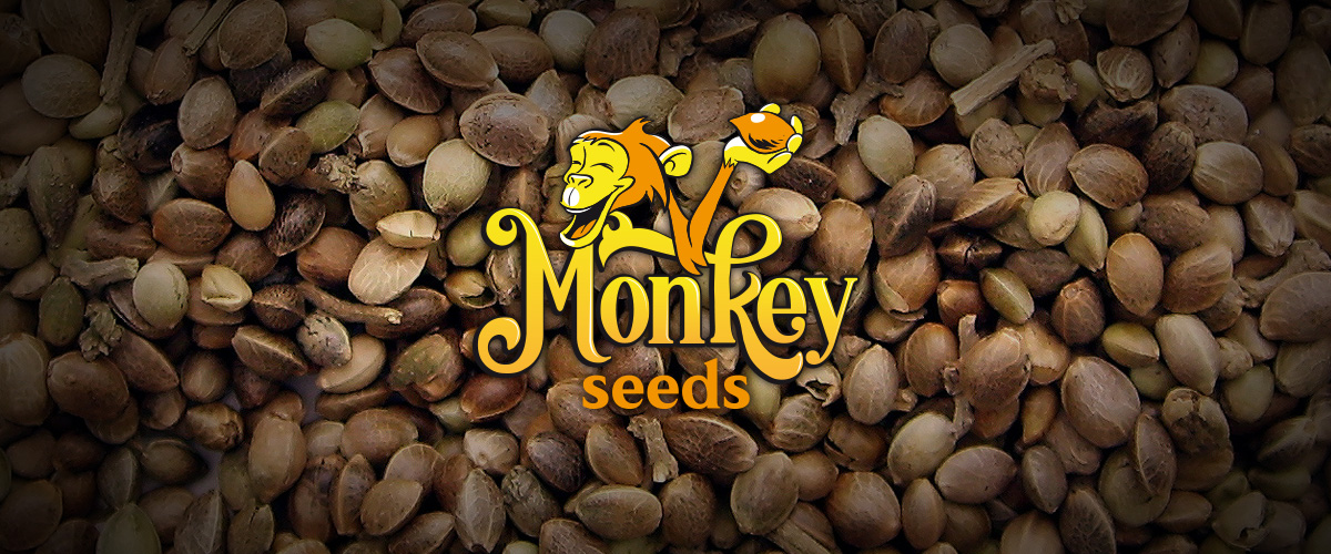 Monkey seeds semi cannabis all'ingrosso
